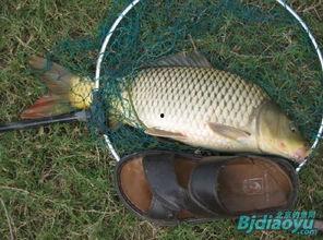 重庆爆料大鲤鱼事件视频,真相与争议交织  第2张